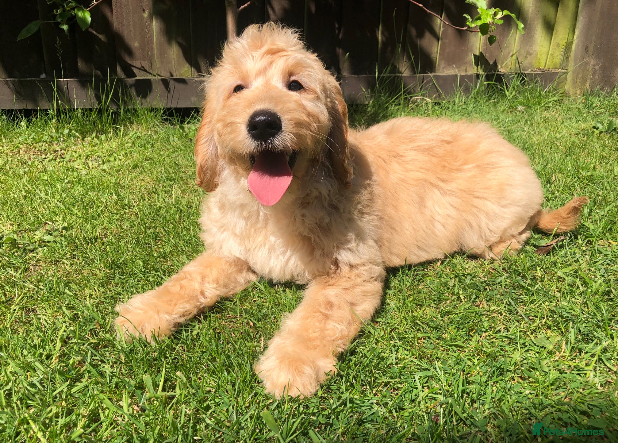 Goldendoodle dogs F1 Miniature Goldendoodle 100% DNA Health Tested - Advert 2