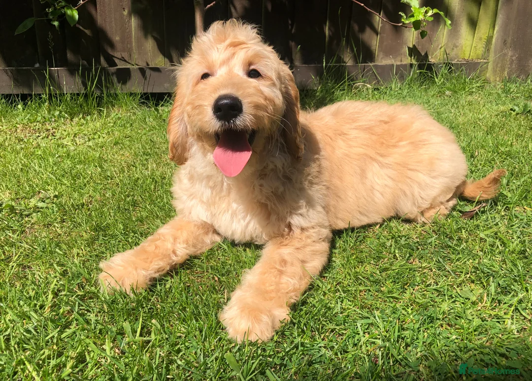 Goldendoodle dogs for sale: F1 Miniature Goldendoodle 100% DNA Health Tested - Advert 1