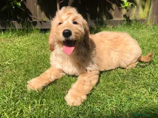 Goldendoodle dogs F1 Miniature Goldendoodle 100% DNA Health Tested - Advert 1