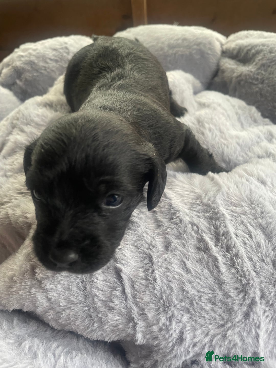 Mixed Breed dogs for sale: Doxie poo stunning puppies  - Advert 8