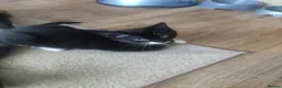Mixed Breed cats for sale: Kitten in Coventry - Advert 3