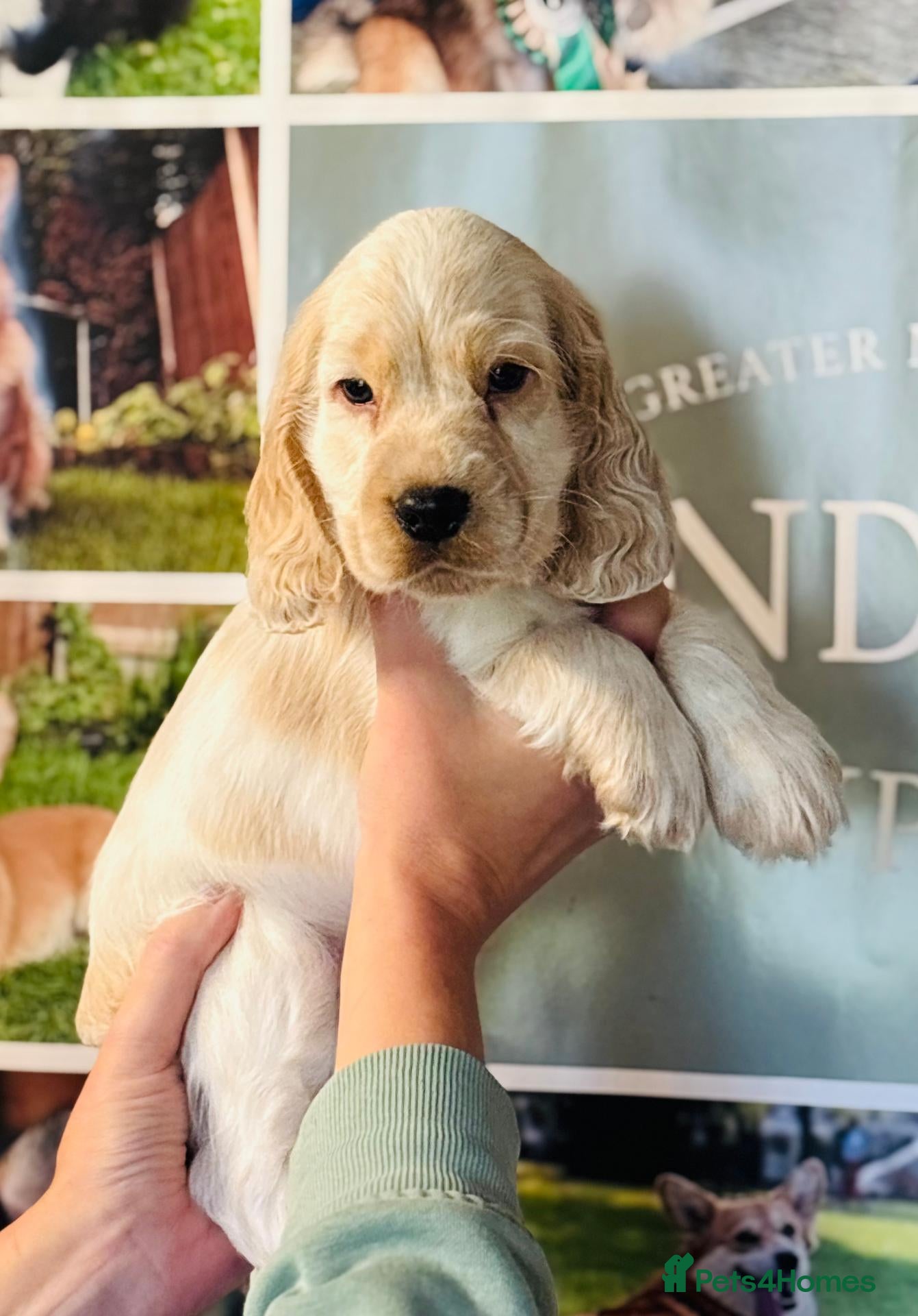 Cocker Spaniel dogs Pedigree show cocker pups, health tested parents - Advert 1