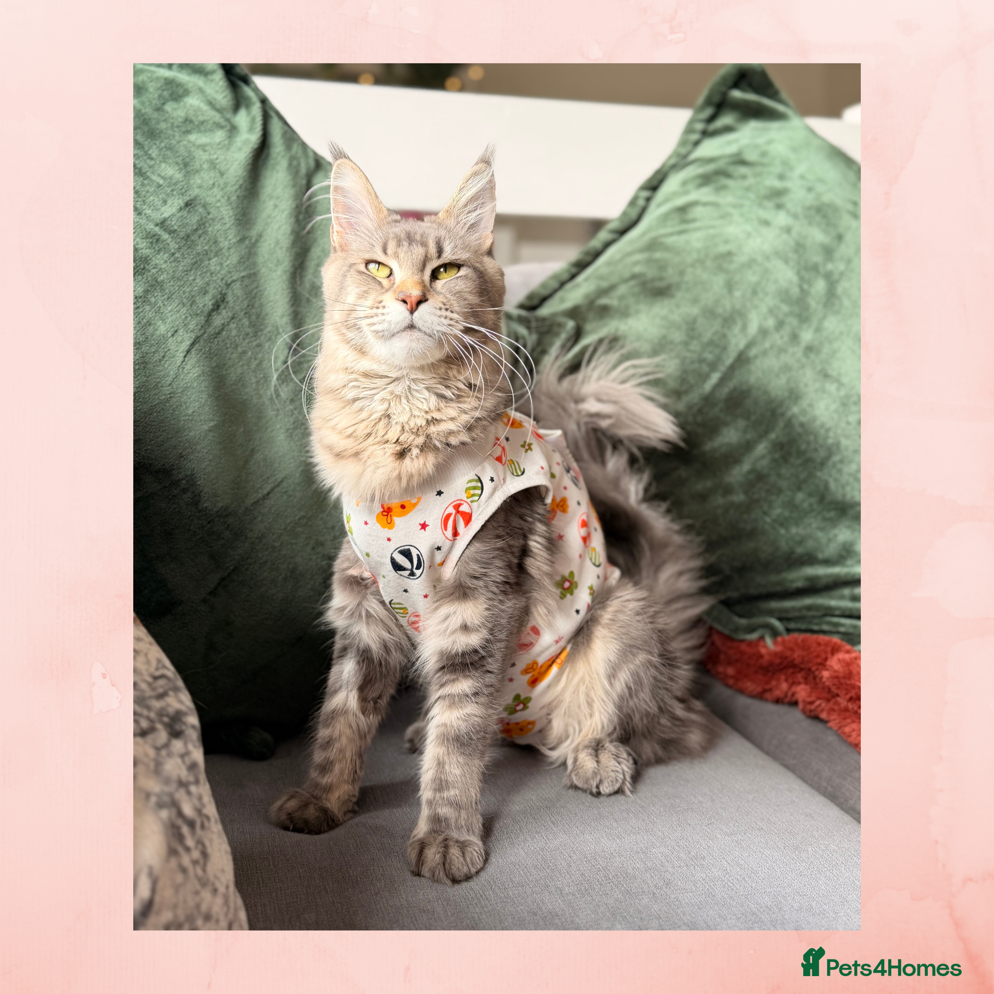 Maine Coon cats Female Maine coon - Advert 15