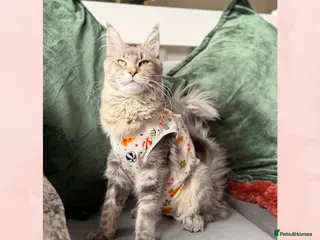 Maine Coon cats Female Maine coon - Advert 15