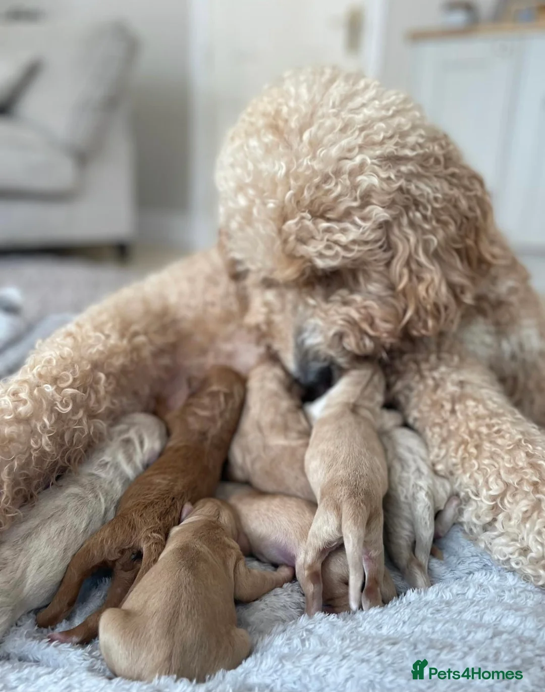 Labradoodle dogs for stud: Australian Labradoodle Stud (Health Tested) in Great Yarmouth - Advert 10