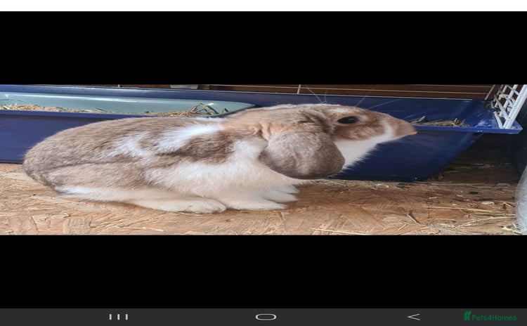 Mixed Breed rabbits - Advert 1