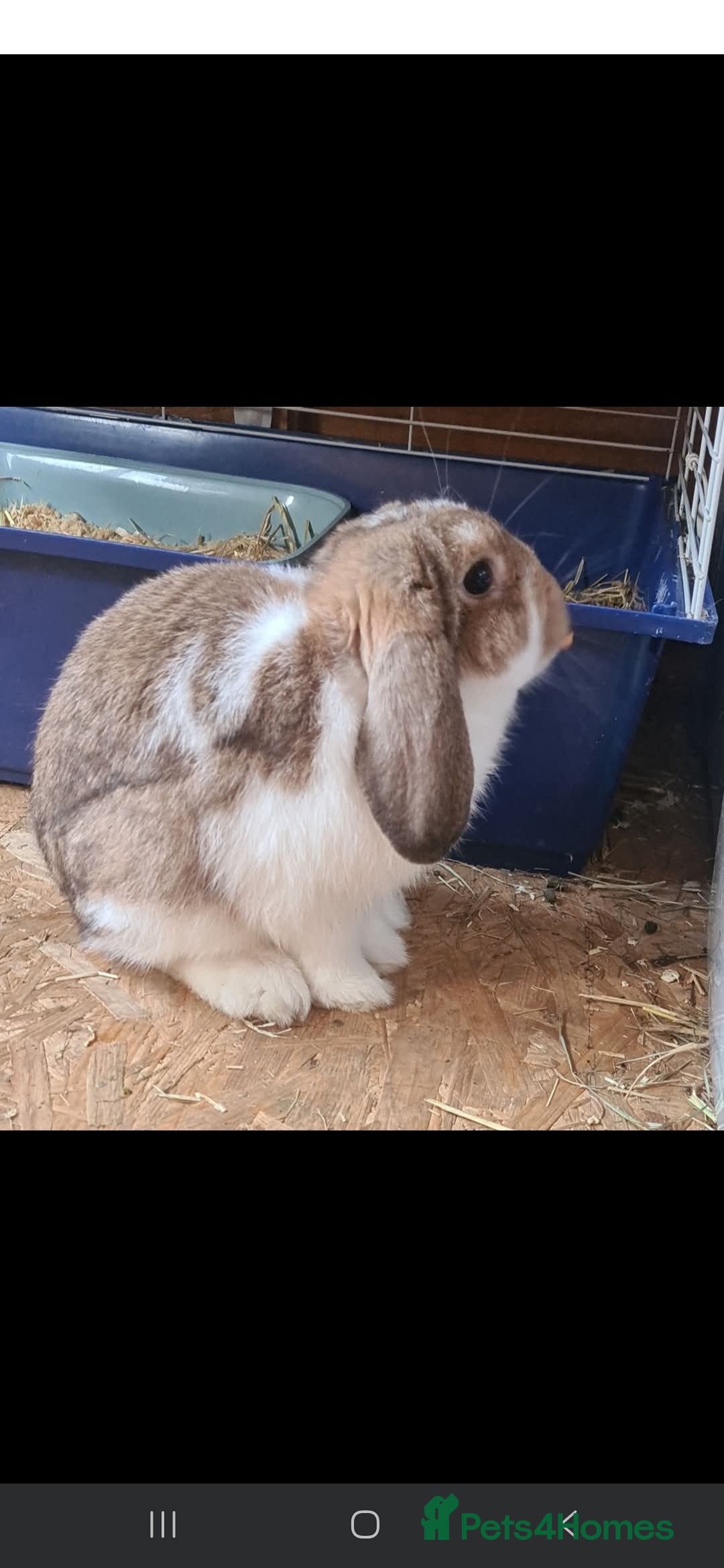 Mixed Breed rabbits for sale: 1 year old male rabbit - Image 1