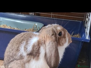 Mixed Breed rabbits - Advert 36