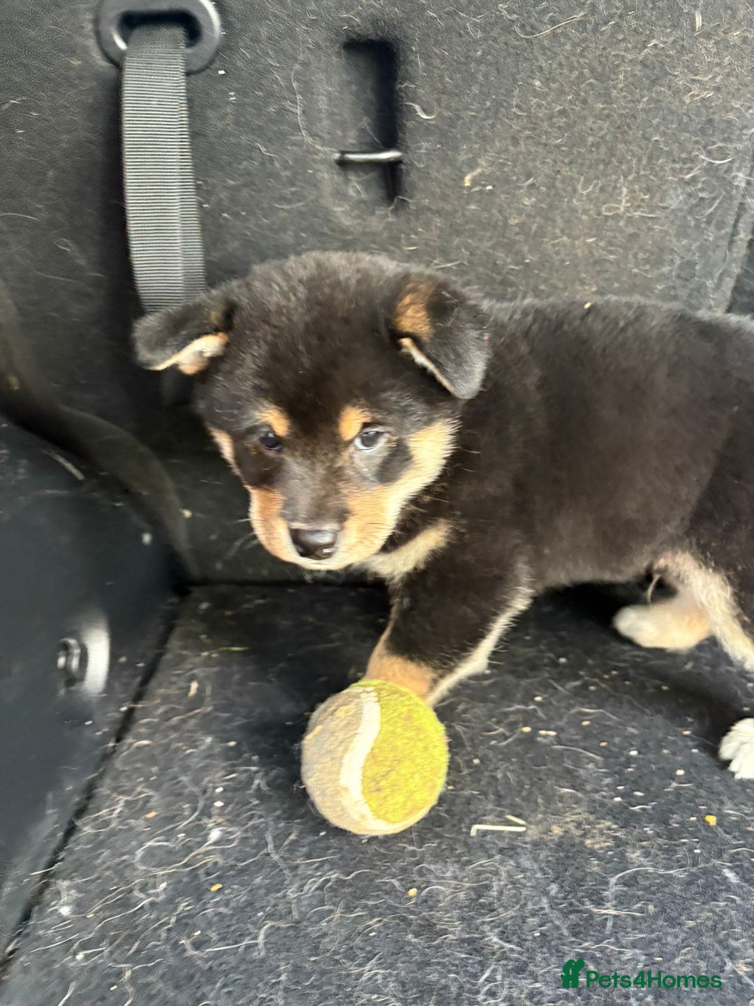 Japanese Shiba Inu dogs for sale: Multi champion Japanese Shiba Inu’s - Image 13