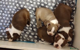 Boston Terrier dogs for sale: Three adorable KC Boston Terrier puppies - Image 11
