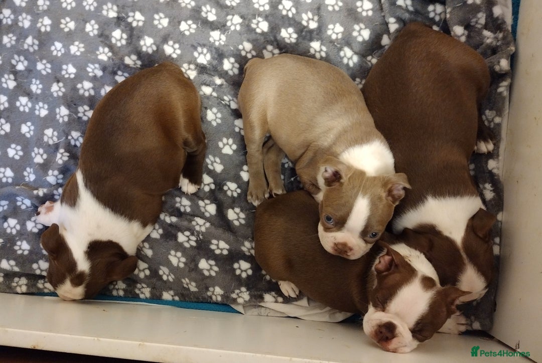 Boston Terrier dogs for sale: Three adorable KC Boston Terrier puppies - Image 11