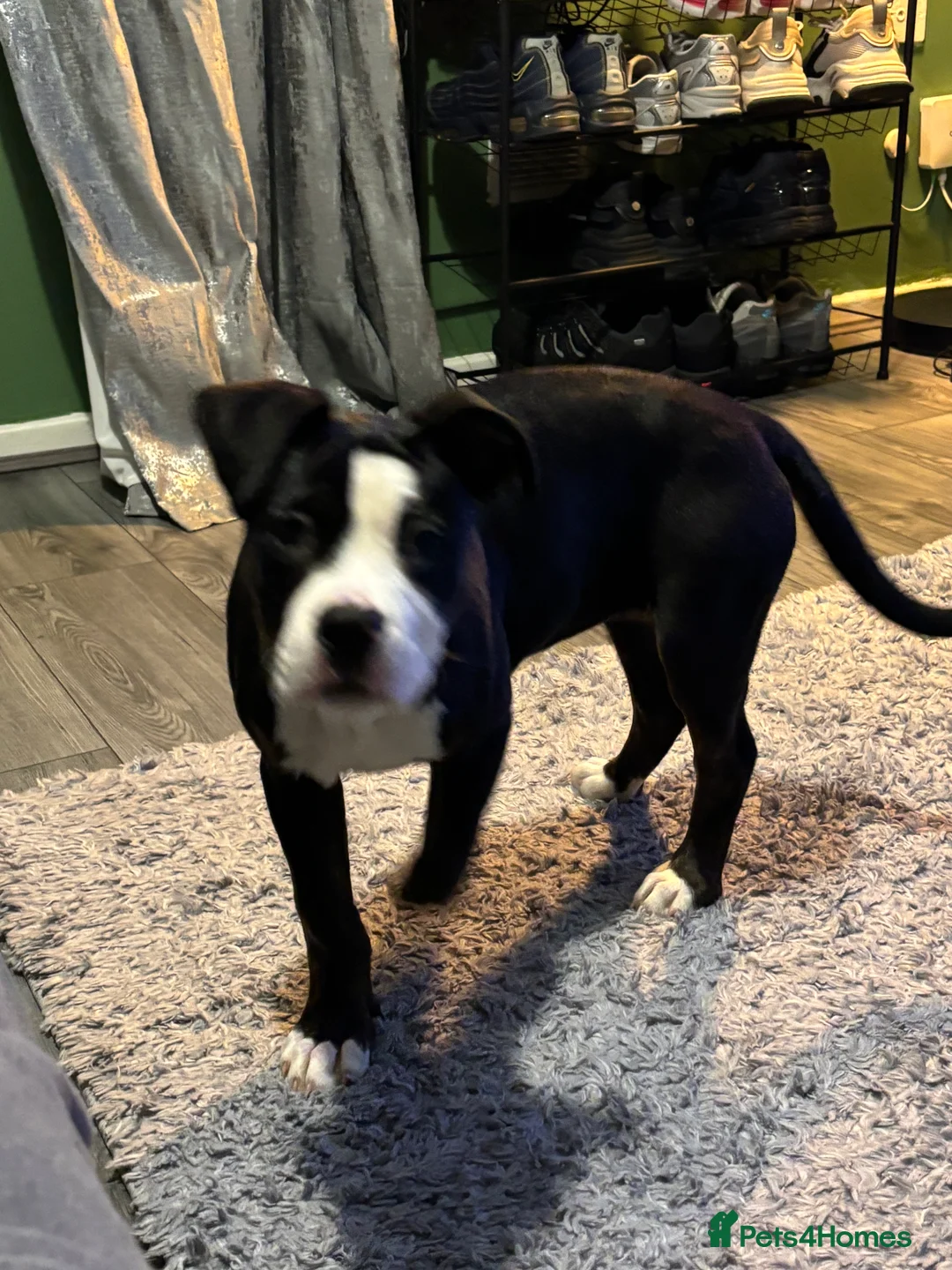 Mixed Breed dogs for sale: Rhodesian ridgeback x presa canario puppy  - Advert 3