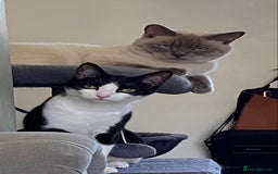 British Shorthair cats for sale: Vinnie and Tilly - Image 10