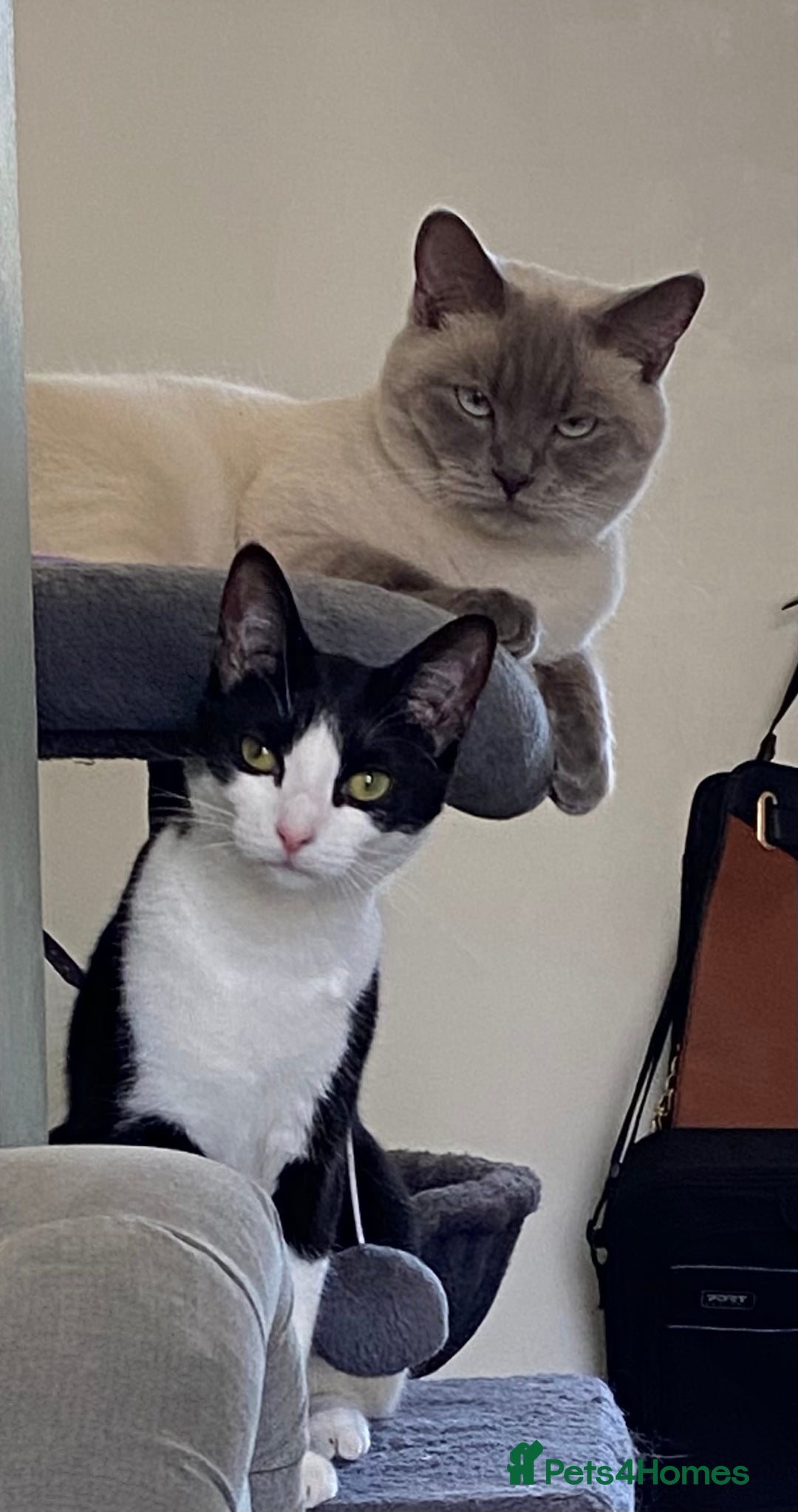 British Shorthair cats for sale: Vinnie and Tilly - Image 10