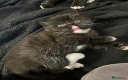 British Shorthair cats for sale: British Shorthair kittens for sale - Image 3