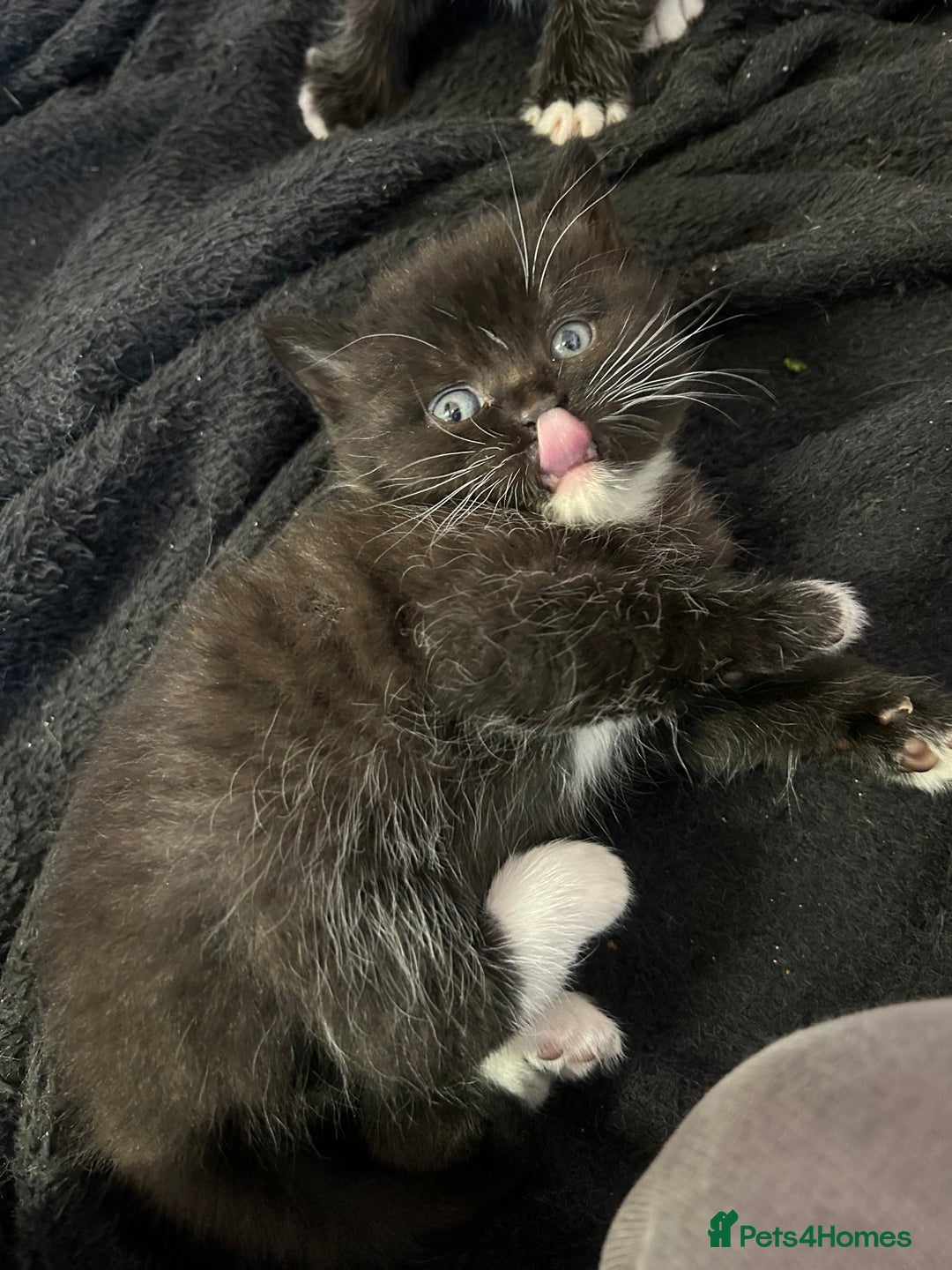 British Shorthair cats for sale: British Shorthair kittens for sale - Image 3