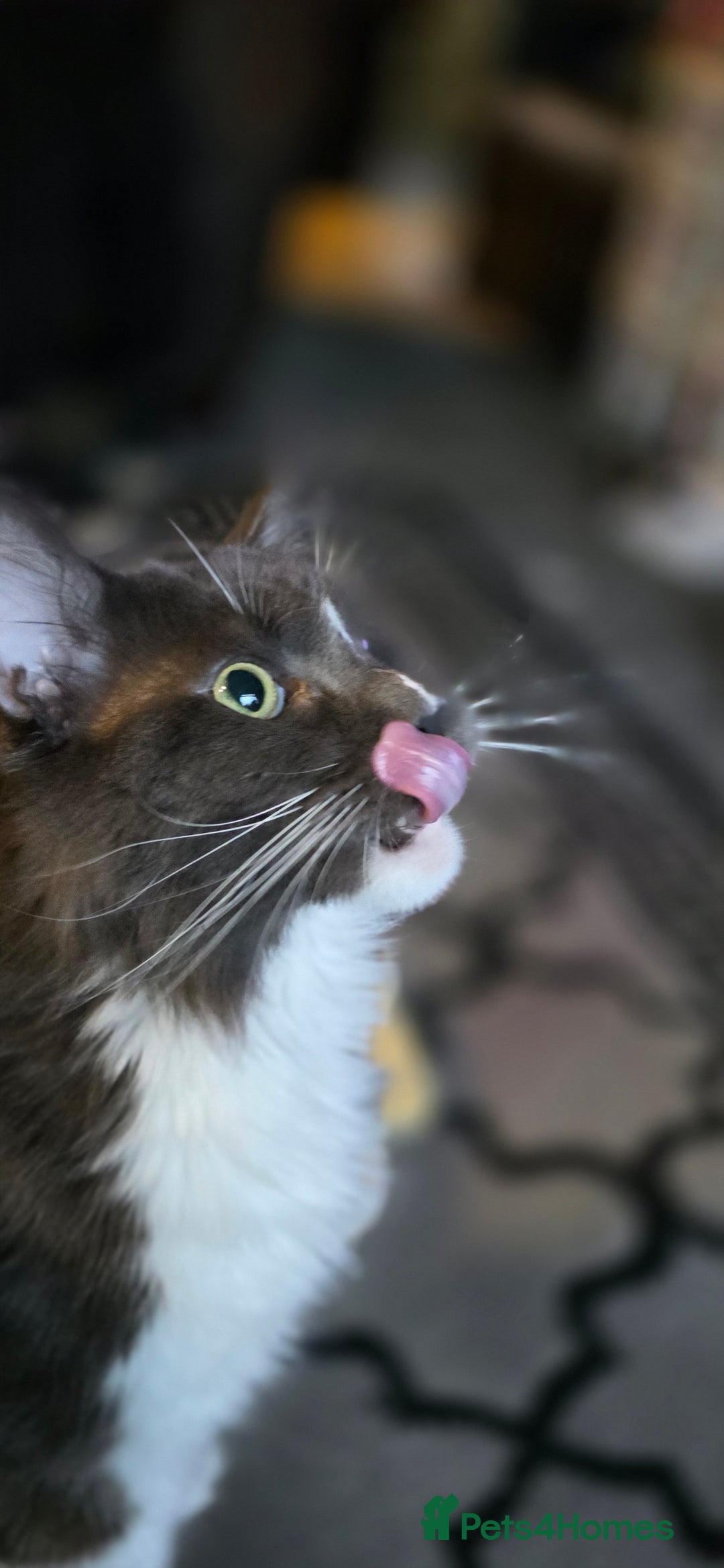 Maine Coon cats for stud: Beautiful Highly Proven Boy for Stud in Swadlincote - Advert 4