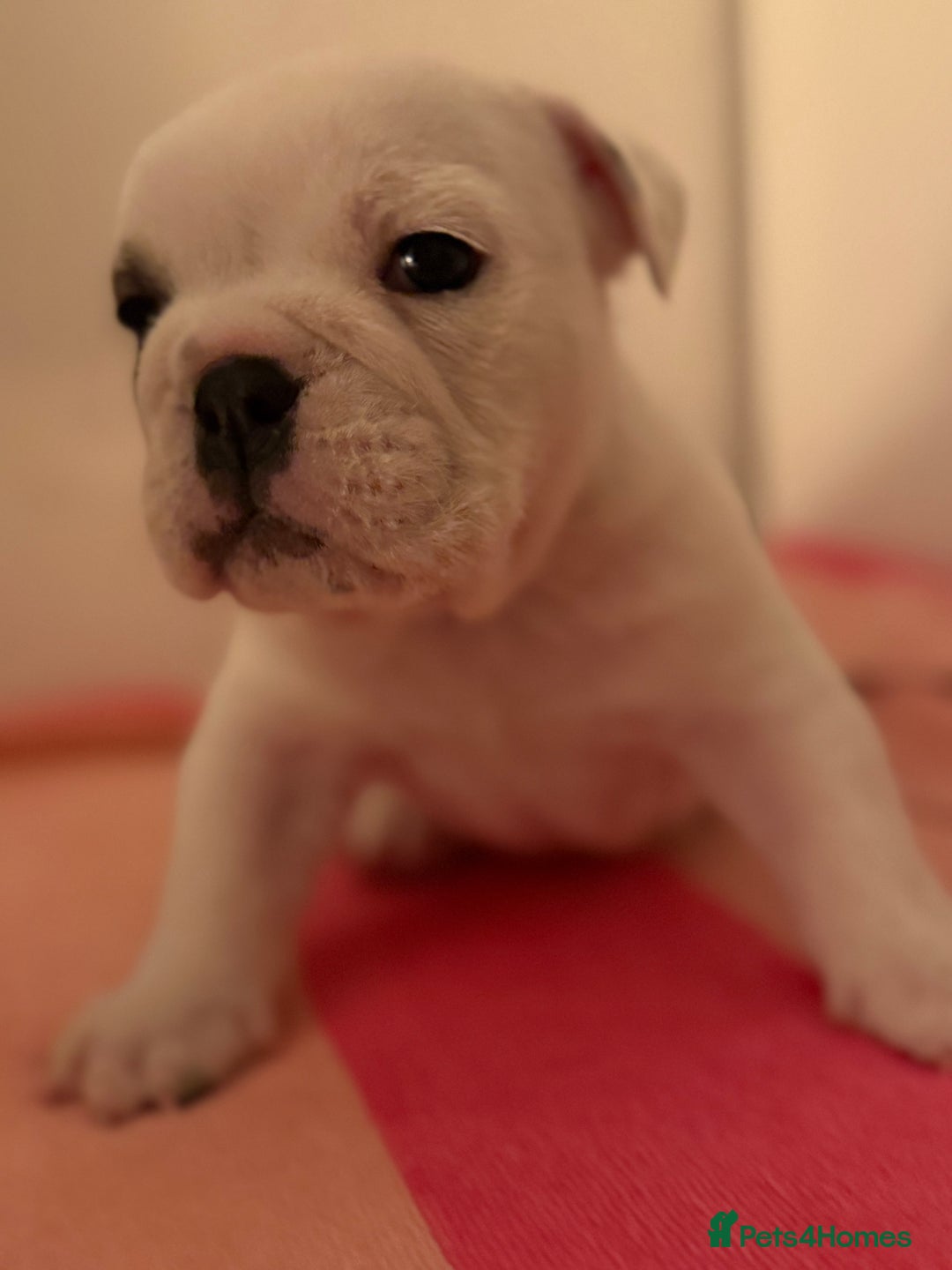 English Bulldog dogs for sale: Amazing British bulldogs  - Image 5