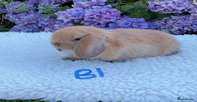 Mini Lop rabbits - Advert 15