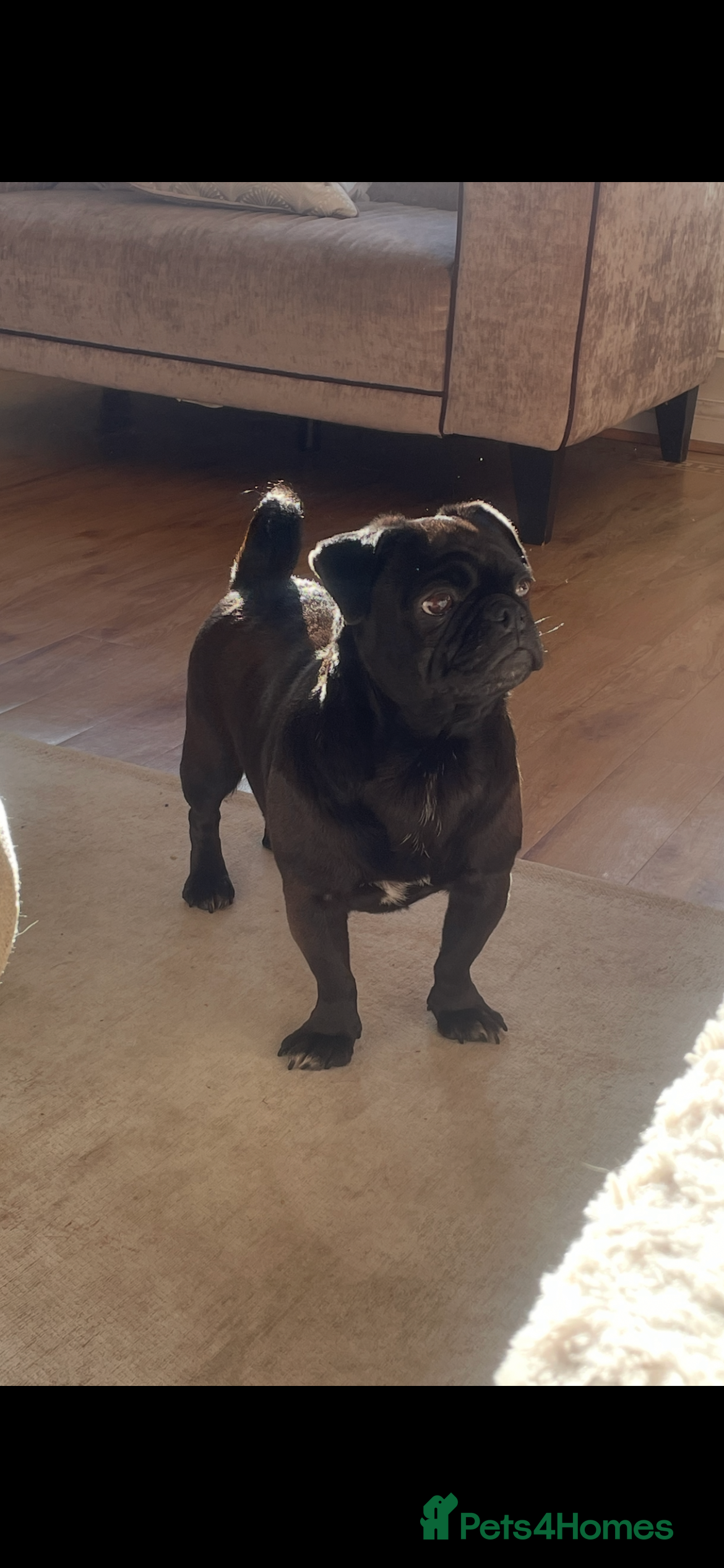 Pug dogs Lola, black girl pug  - Advert 2