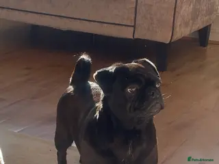 Pug dogs Lola, black girl pug - Advert 2