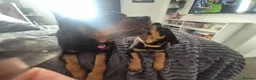 Rottweiler dogs for sale: 10 Week Old Rottweiler Girl - Advert 3