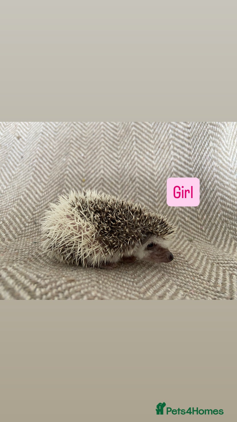 Pygmy Hedgehog rodents for sale: African Pygmy Hedgehogs  - Advert 3