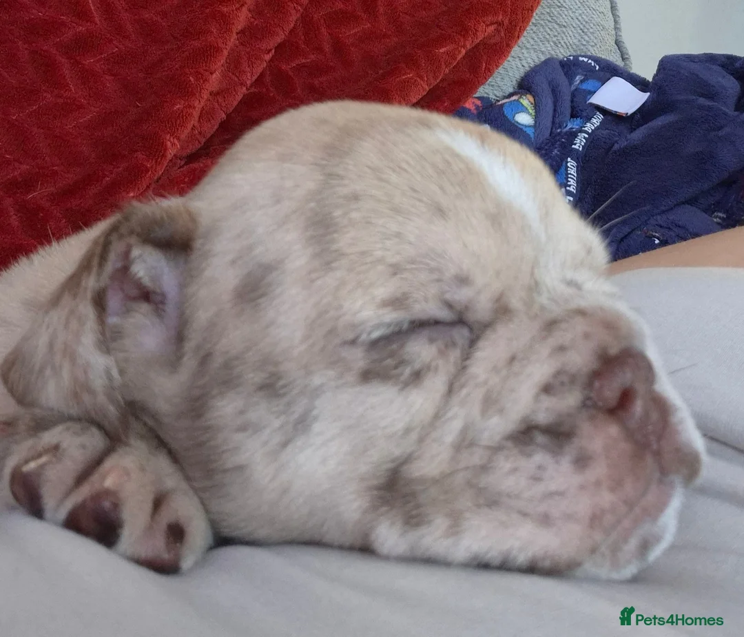 Mixed Breed dogs for sale: Beautiful Frenchie x English bulldog puppies in Coventry - Advert 2