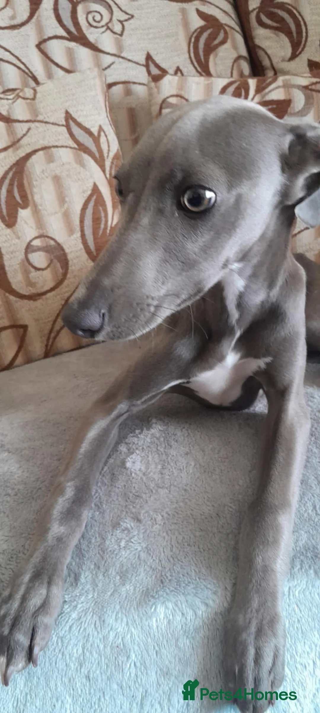 Whippet dogs for sale: Blue girl available  - Advert 4