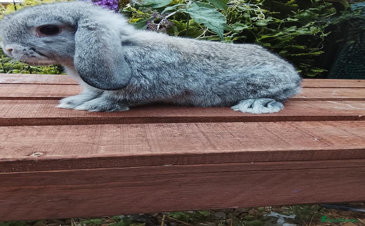 Mini Lop rabbits - Advert 13