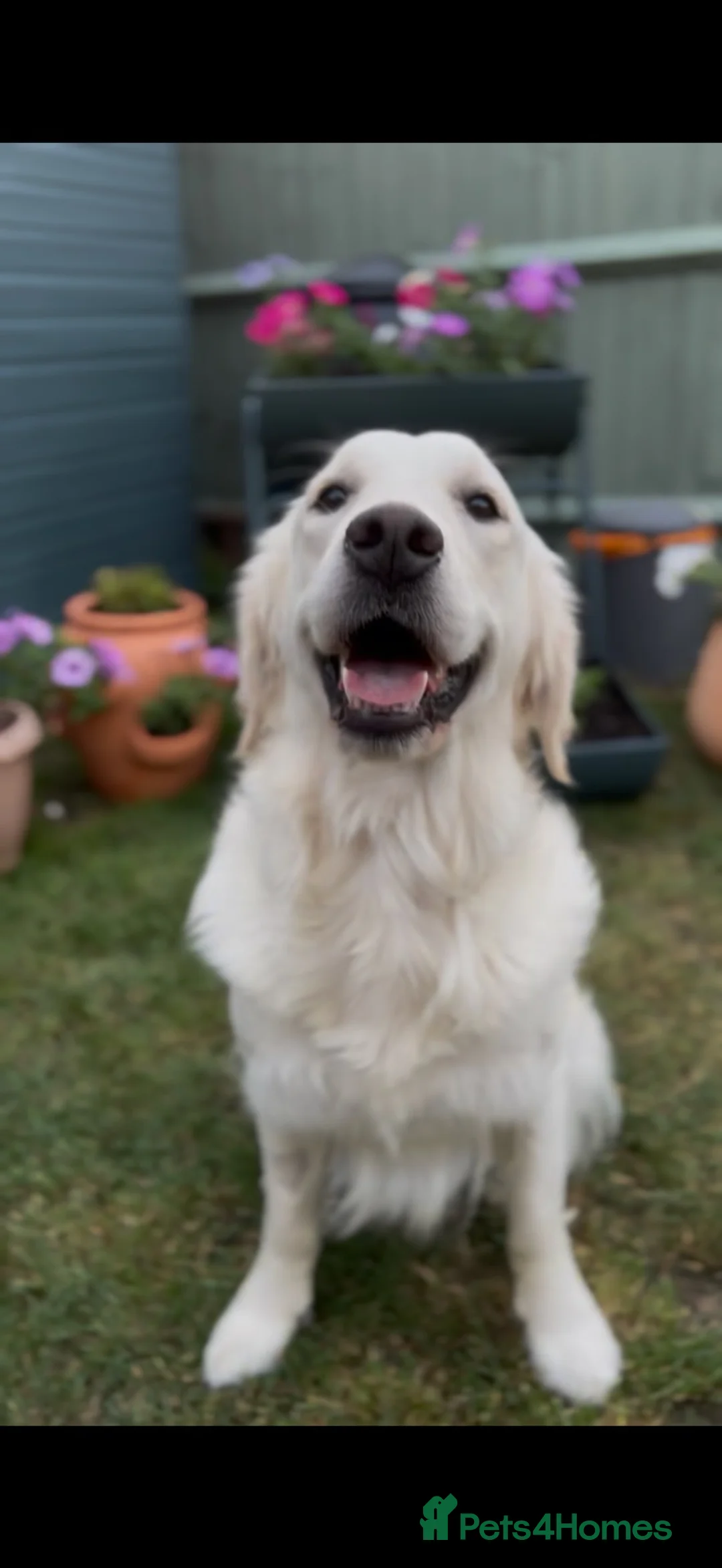 Golden Retriever dogs for sale: KC Registered Golden Retriever Puppies - Advert 1