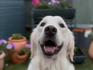 Golden Retriever dogs KC Registered Golden Retriever Puppies - Advert 1