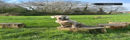 Weimaraner dogs for sale: Stunning pedigree pups-London, due on 24 July - Advert 14