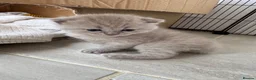 British Shorthair cats for sale: 3 beautiful Female BSH lilac and blues available  in Dartford - Advert 27