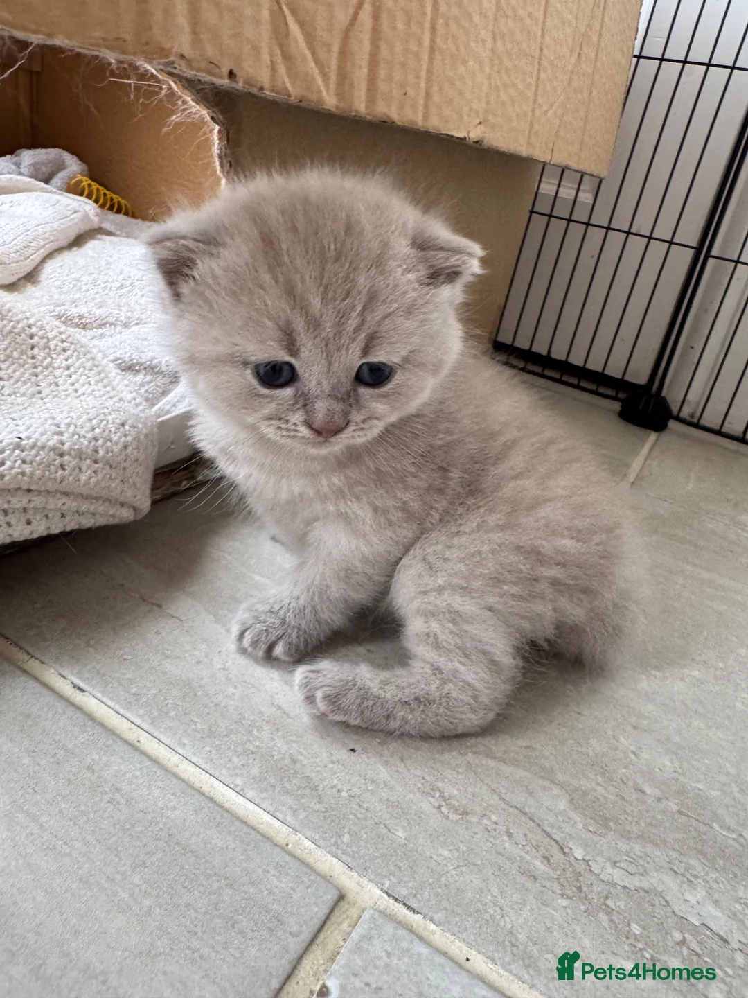 British Shorthair cats for sale: 3 beautiful Female BSH lilac and blues available  in Dartford - Advert 27