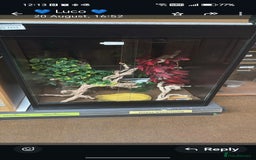 Chameleon reptiles for sale: Young female yemen chameleon with full set up  - Image 3