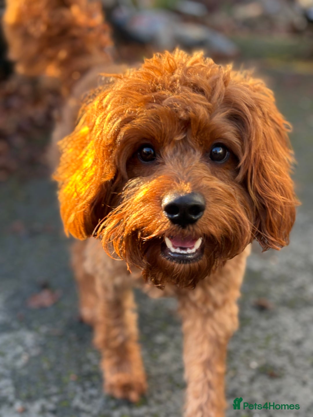 Cavapoo dogs for stud: F1 Cavapoo stud dog - Advert 3