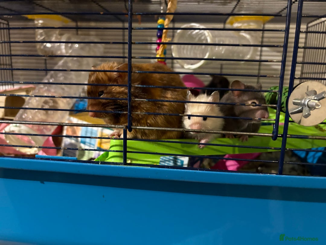 Hamster rodents for sale: Baby hamsters for sale - Image 2