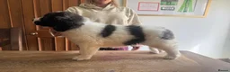 Pyrenean Mountain Dog dogs for sale: Outstanding, KC reg Pyrenean mastiff - Advert 7