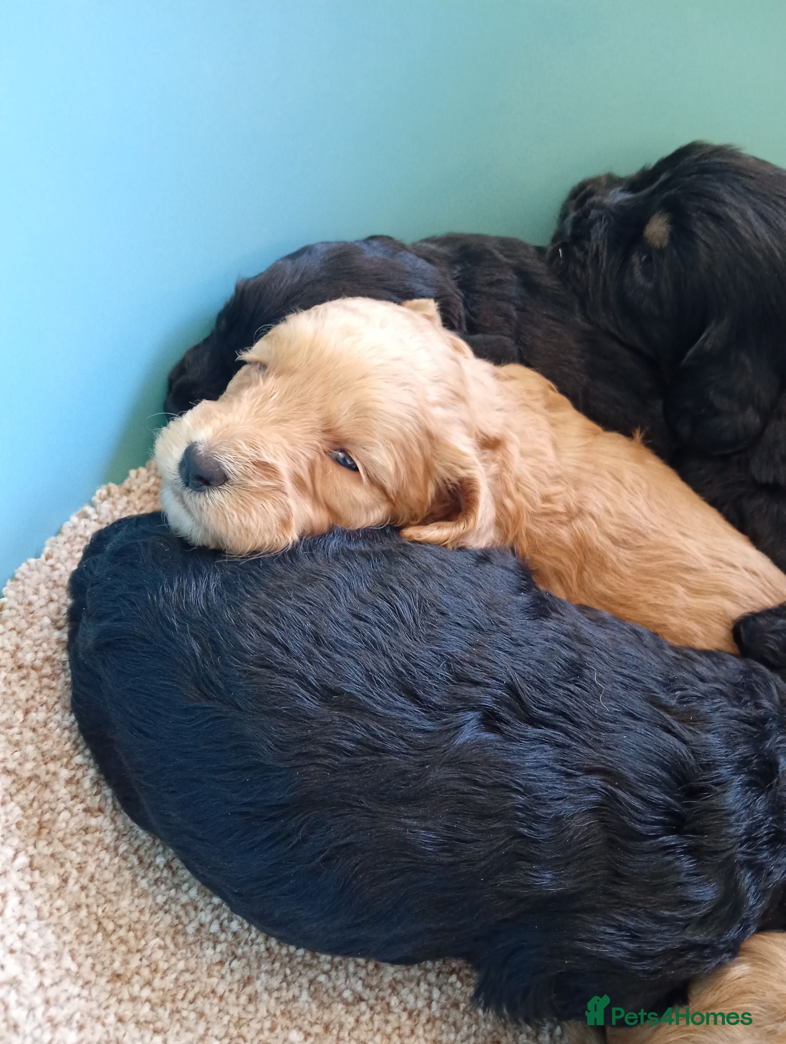 Cockapoo dogs P,r,a clear cockapoo f1 - Advert 1
