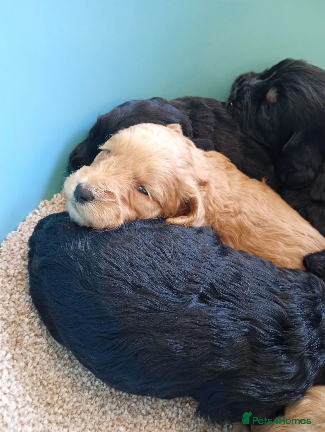 Cockapoo dogs for sale: P,r,a clear cockapoo f1 - Advert 1