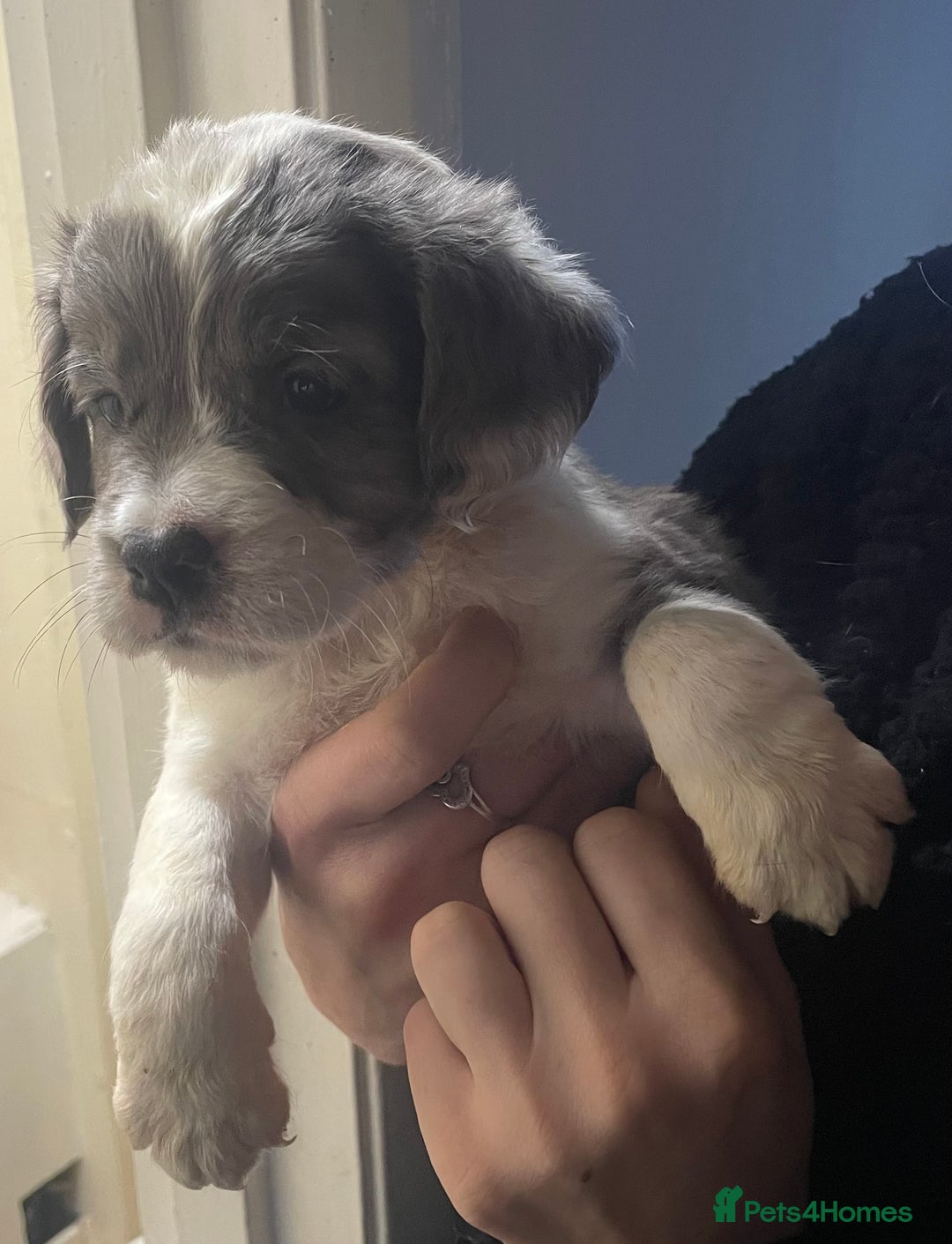 Mixed Breed dogs for sale:  Springer spaniel cross olde English bulldogge  - Advert 2