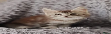 Maine Coon 2