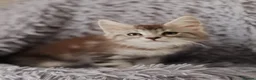 Maine Coon cats for sale: Russian bloodline Maine coon kittens in Leeds - Advert 13