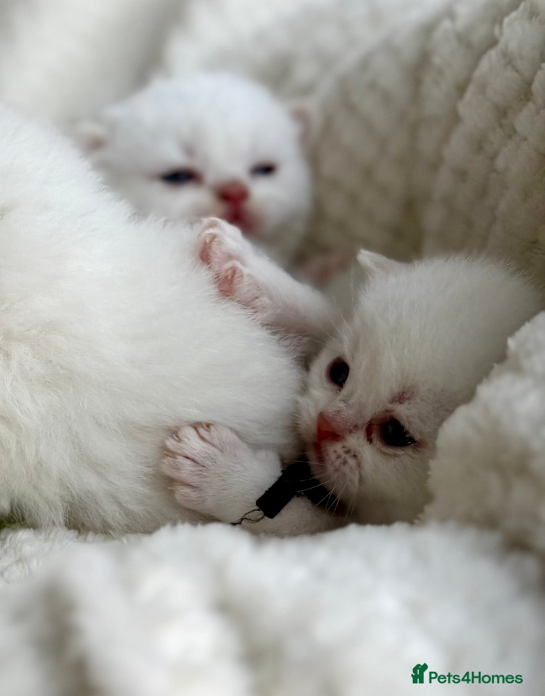 British Shorthair cats for sale: 5 lilac colour point kittens  - Advert 5