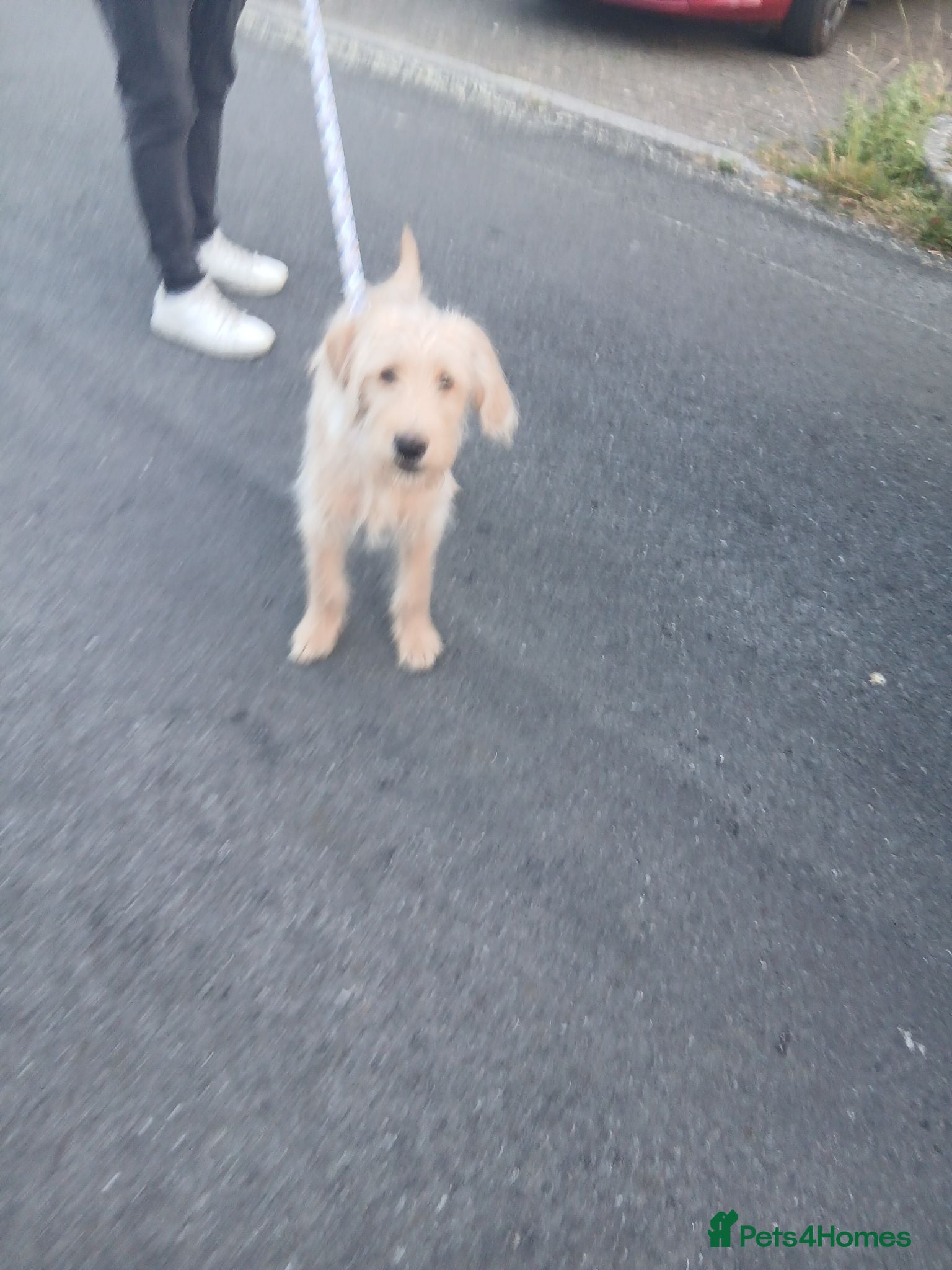 Labradoodle dogs Labradoole  - Advert 1