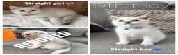 Scottish Fold cats for sale: British short hairs (Scottish straight) ready  - Advert 1