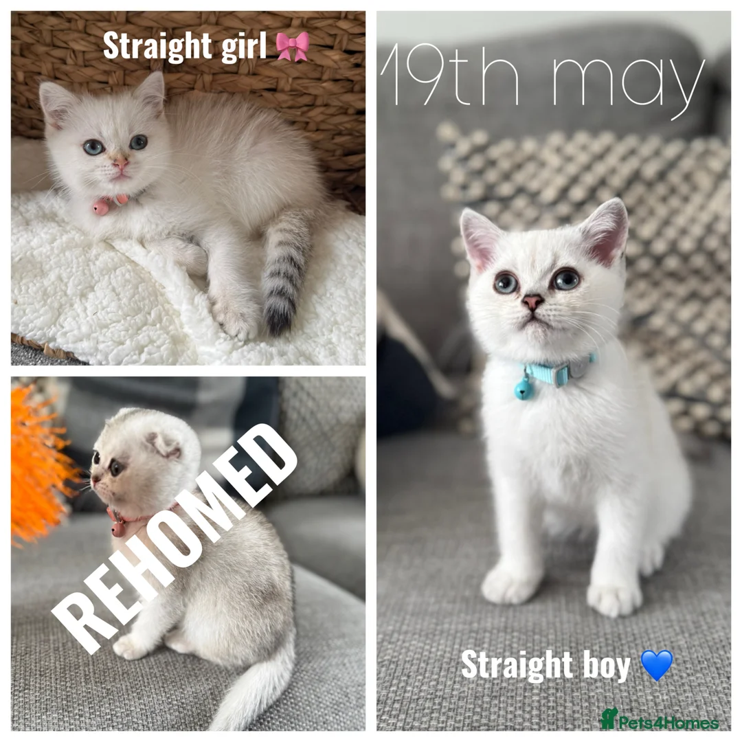 Scottish Fold cats for sale: British short hairs (Scottish straight) ready  - Advert 1
