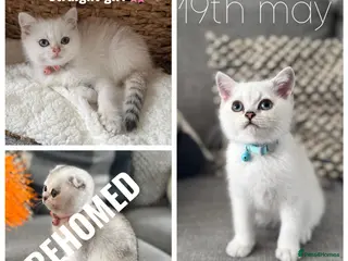 Scottish Fold cats British short hairs (Scottish straight) ready - Advert 15