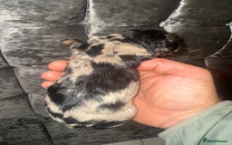 Cockapoo dogs for sale: Beautiful chocolate merle cockapoos  - Image 15